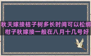 秋天嫁接桔子树多长时间可以松绑 柑子秋嫁接一般在八月十几号好危蜜金桔十几号最佳